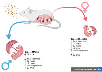 Maternal nano-titanium dioxide inhalation alters fetoplacental outcomes in a sexually dimorphic manner
